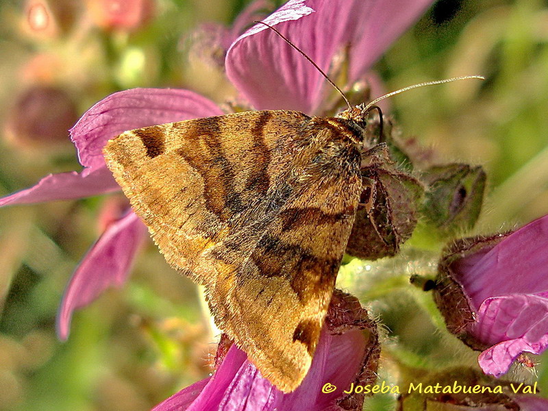Euclidia (Euclidia) glyphica - Erebidae